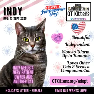 Indy