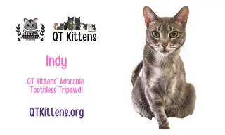 Indy