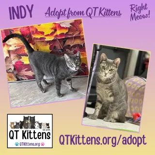 Indy