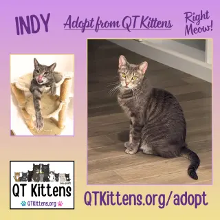Indy