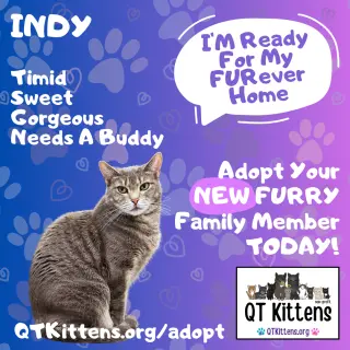 Indy