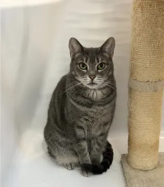 Indy