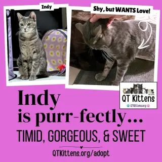 Indy