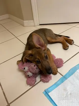 Kona - F