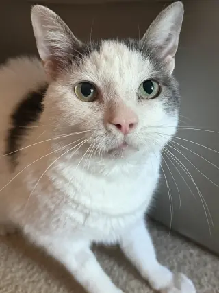 Ralphie
