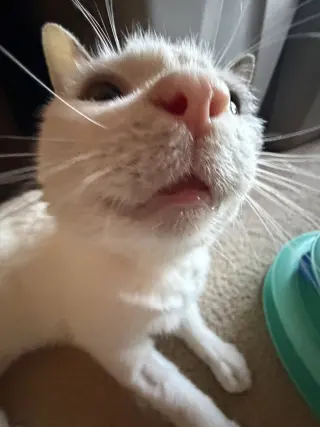 Ralphie