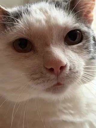 Ralphie