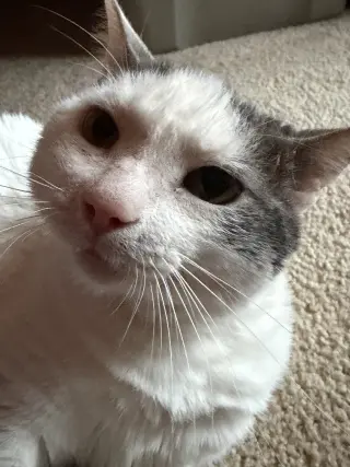Ralphie