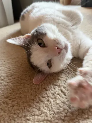 Ralphie