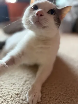 Ralphie