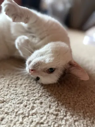 Ralphie