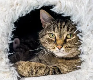 Charlene (bonded to Emory) - KBC