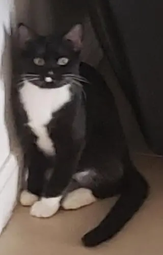 Mr. Hans - Cat Room
