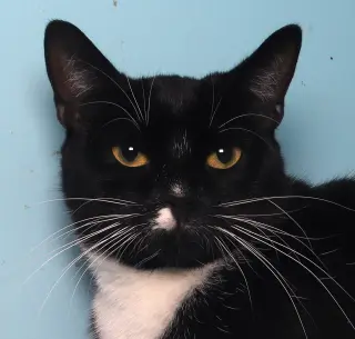 Mr. Hans - Cat Room