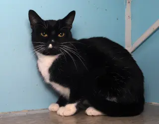 Mr. Hans - Cat Room