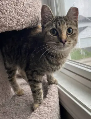 Emory (bonded to Charlene) - KBC
