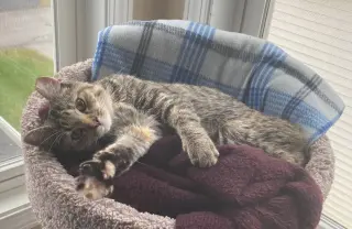 Emory (bonded to Charlene) - KBC
