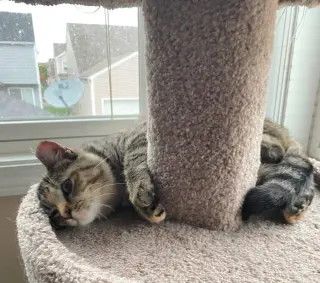 Emory (bonded to Charlene) - KBC