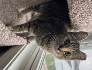 Emory (bonded to Charlene) - KBC