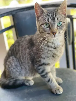 Harriet