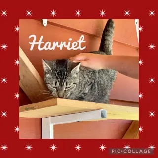Harriet