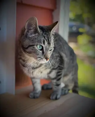 Harriet