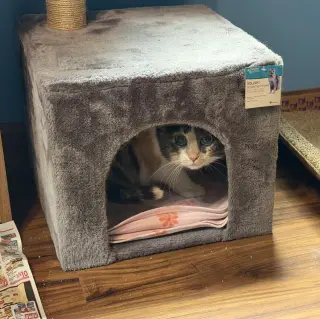 Peanut