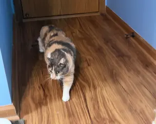 Peanut
