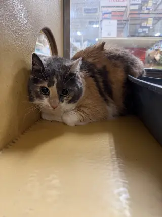 Peanut