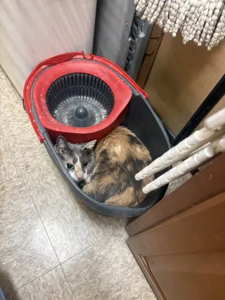 Peanut