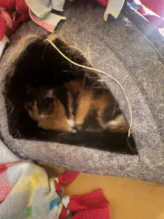 Peanut
