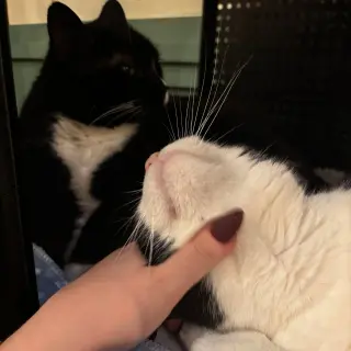 Butterball & Tofurkey