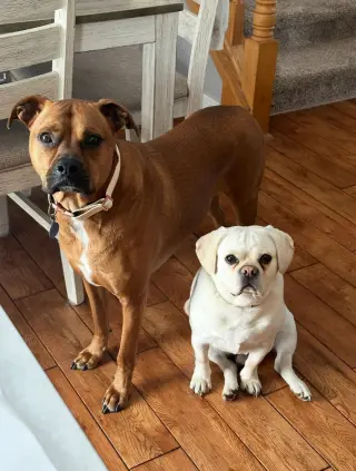 Chase  *Bonded to Bruno* Foster Needed