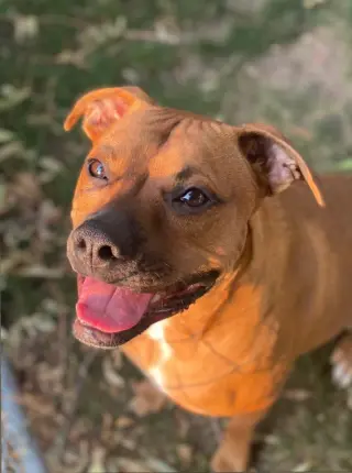 Chase  *Bonded to Bruno* Foster Needed