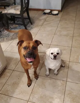 Chase  *Bonded to Bruno* Foster Needed