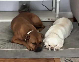 Chase  *Bonded to Bruno* Foster Needed