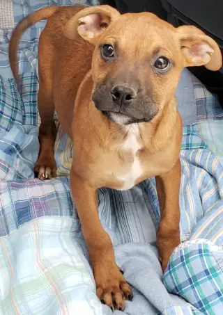 Chase  *Bonded to Bruno* Foster Needed