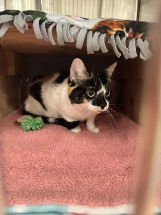 Nutmeg