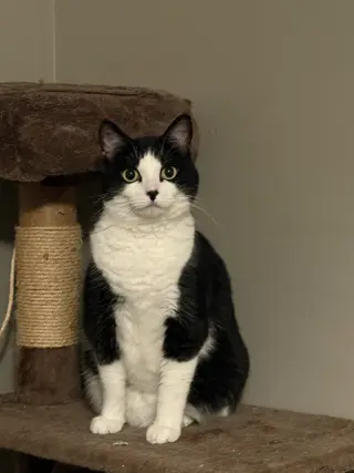 Nova