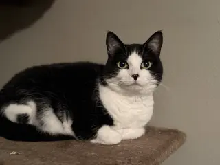 Nova