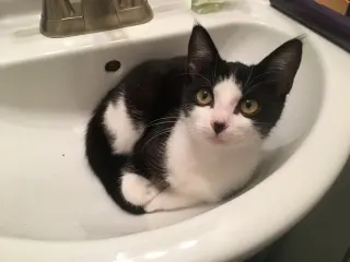 Nova