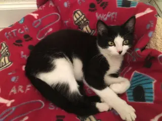 Nova