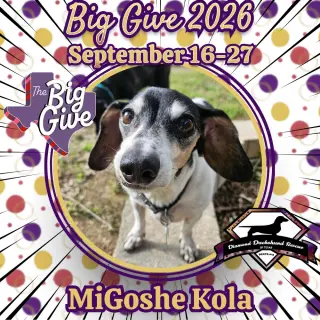MiGoshe Kola
