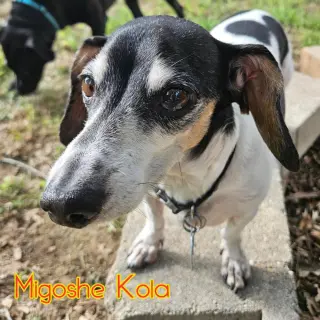 MiGoshe Kola