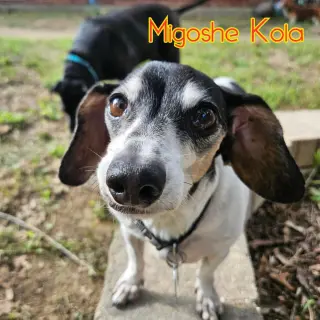 MiGoshe Kola