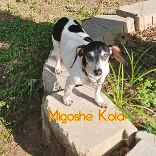 MiGoshe Kola