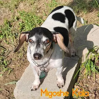 MiGoshe Kola