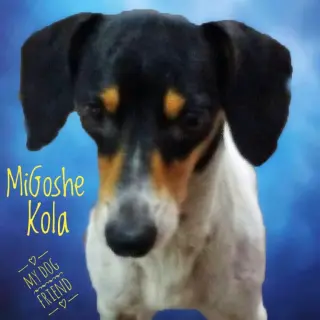 MiGoshe Kola