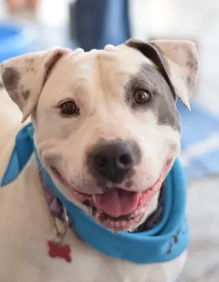 Lilyroo