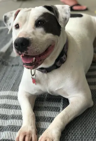 Lilyroo